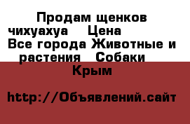 Продам щенков чихуахуа  › Цена ­ 10 000 - Все города Животные и растения » Собаки   . Крым